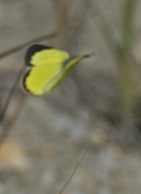 Little Yellow